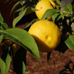 Citron Yuzu / Citrus x junos